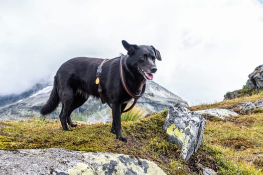 Hiking with a dog in the High Tauern National Park, Austrian alps
