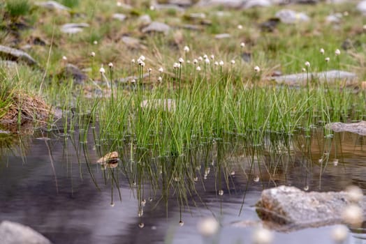 Beautiful grass with white blossoms at a pond in the alpine mountains, High Tauern National Park in Austria