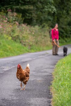 Passing a free hen during a hike in the Austrian alps, Austria
