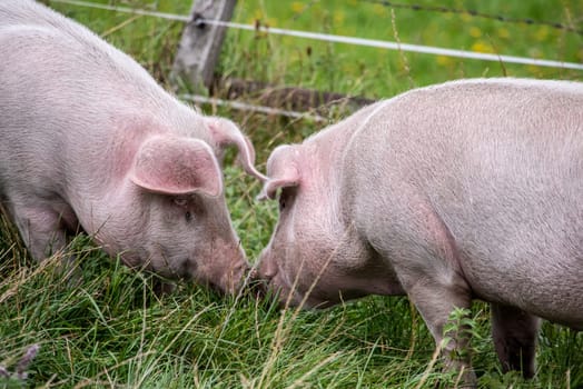 Two pigs having fun on a grass meadow in the Austrian Alps