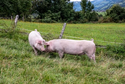 Two pigs having fun on a grass meadow in the Austrian Alps