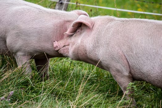 Two pigs having fun on a grass meadow in the Austrian Alps
