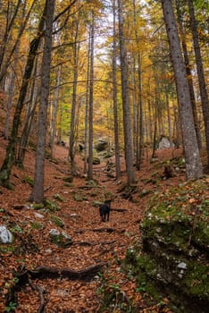 Hiking through the Vrata valley in autumn, Triglav National Park in the Julian Alps, Slovenia