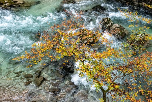 Scenic wild river flowing through the Vintgar gorge, Slovenia