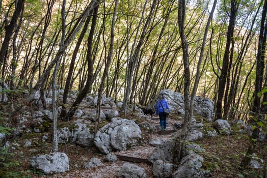 Young forest with small trees and rocks in between, near the Boka waterfall in the Soca valley, Julian Alps in Slovenia