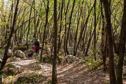 Young forest with small trees and rocks in between, near the Boka waterfall in the Soca valley, Julian Alps in Slovenia
