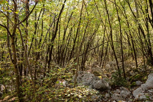 Young forest with small trees and rocks in between, near the Boka waterfall in the Soca valley, Julian Alps in Slovenia