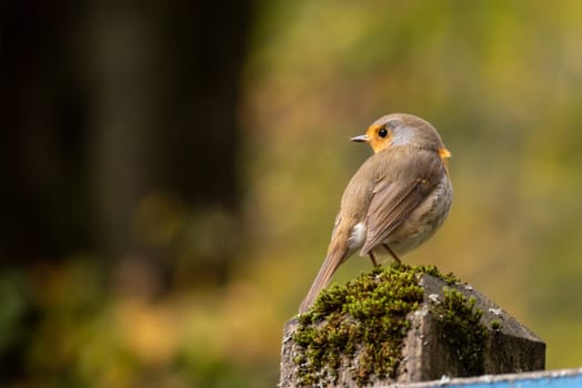 Beautiful European robin sitting on a pole in a park in autumn