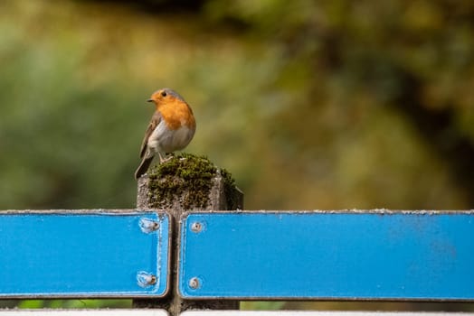 Beautiful European robin sitting on a pole in a park in autumn