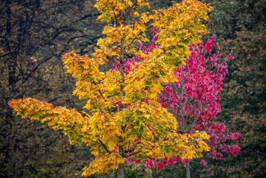 Colorful maple trees in a park in Ljubljana Slovenia