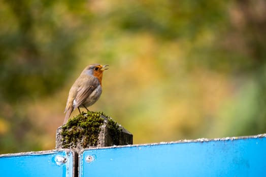 Beautiful European robin sitting on a pole in a park in autumn
