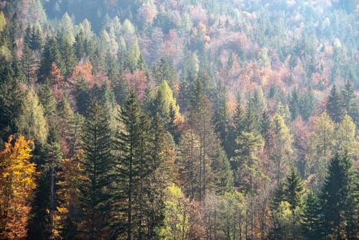 Scenic autumn forest at Crystal Lake in the Julian Alps, Slovenia