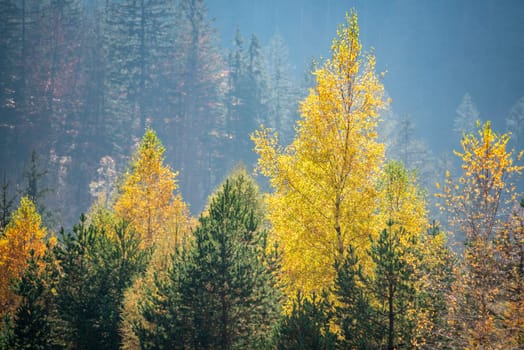 Scenic autumn forest at Crystal Lake in the Julian Alps, Slovenia