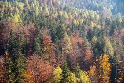 Scenic autumn forest at Crystal Lake in the Julian Alps, Slovenia