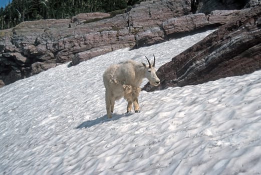 Shedding Mountain Goat Walking Across a Snowfield Near Gunsight Pass in Glacier National Park in Montana