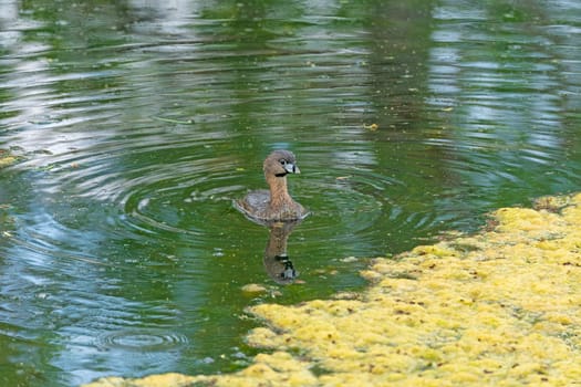 Pied Billed Grebe Patrolling a Marsh on Elm Lake in Brazos Bend State Park in Texas