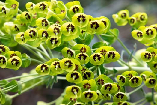 Close photo of a beautiful Mediterranean Spurge in Gargano, Southern Italy