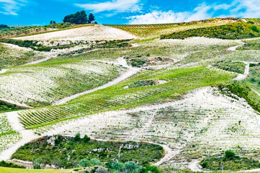Landscape view of the vineyards region of Butera in the Province of Caltanissetta, Sicily, Italy.