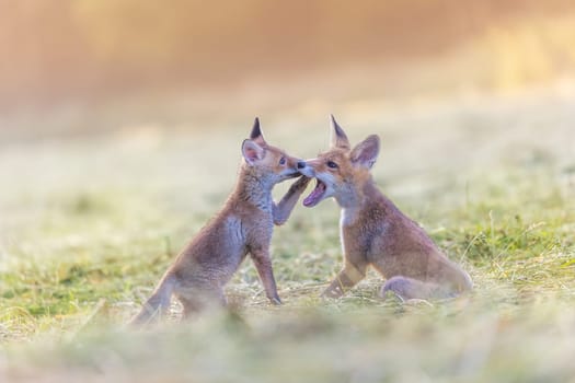 Portrait of a pair of two red foxes playing in the field in the sunlight.  Horizonzally.