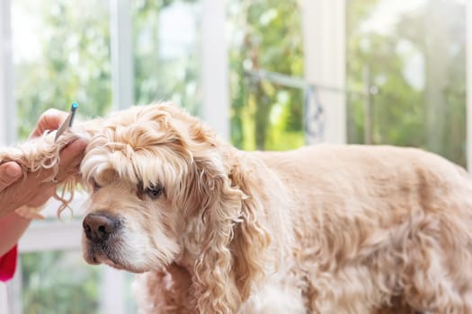 Combing the ears of American Cocker Spaniel standing on the table closeup. Horizontally.