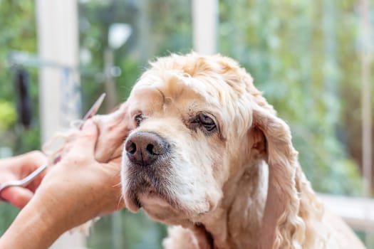 Grooming the ears of American Cocker Spaniel closeup. Horizontally.