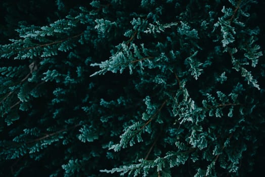 Dark green nature background from above. Top view of coniferous tree branch. Creative ecology textured pattern layout. Abstract plant wallpaper.