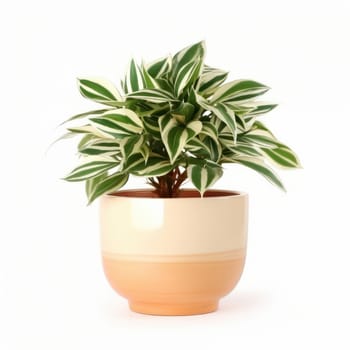 Simple and elegant potted greenery in a terracotta pot against a clean white background. Indoor gardening made easy. AI Generative.