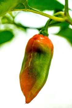 The ghost pepper Bhut Jolokoa with ripe fruits