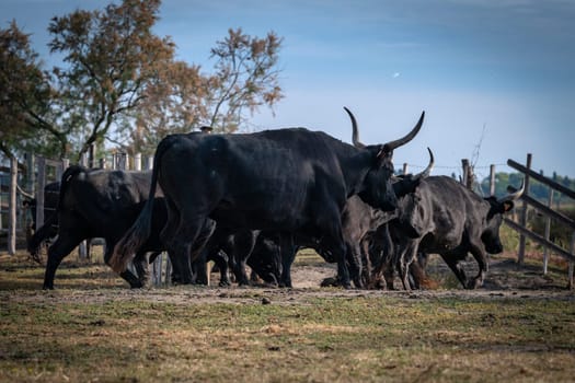 herd of bulls, Camargue, France