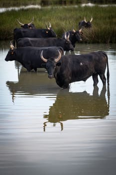 herd of bulls, Camargue, France