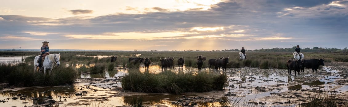 May 20 2023, Les Saintes Maries de la Mer, Camargue, France : Cowboys are carrying a long cattle prod near a herd of bulls, Camargue, France