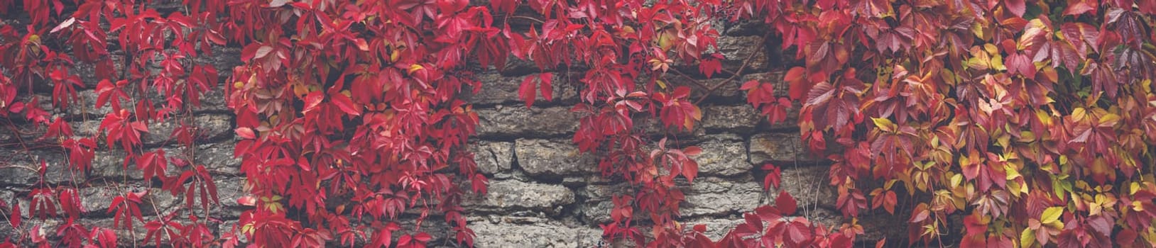 Background of the old stone wall covering by ivy with red leaves. Panoramic backdrop.