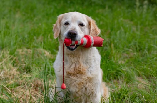 Golden Retriever with a dummy in its mouth on green grass