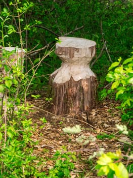 Tree stump in Bavaria near the town of Nesselwang after being felled because of beaver bites.
