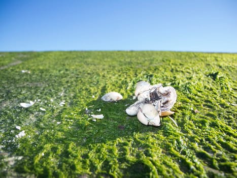 Empty mussel shells on an area of landed seaweed at the port of Carolinensiel Germany against a blue sky.