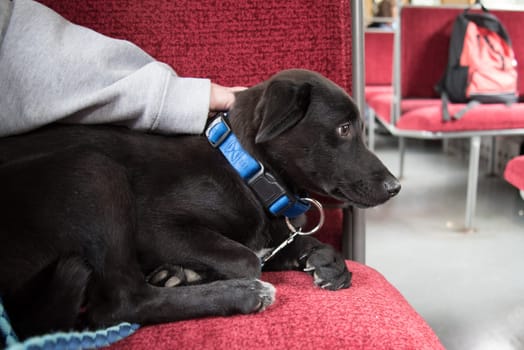 Pretty young dog Kaya sitting on a red seat in a train