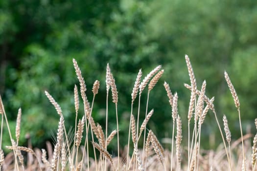Category of ancien variety of Wheat in the countryside