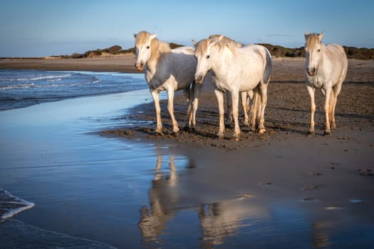White horses are walking in the water  all over the sea in Camargue, France.