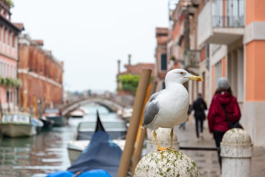 Tourist and Seagull during rainy weather at the Rio de la Fornace, Dorsoduro District, Venice, Italy