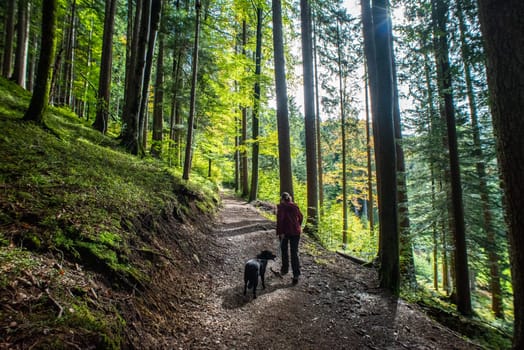 Hiking with a dog in the forest near lake Schliersee in Bavaria, Germany