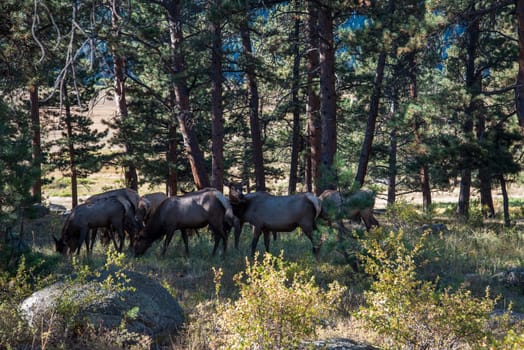 A harem of deer does in the Forest of the Rocky Mountains, USA