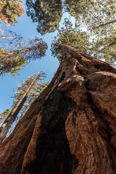 Giant sequoia tree in the Yosemite National Park, USA