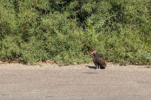 Being close to a turkey vulture in the Big Bend National Park in Texas, USA