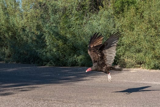 Being close to a turkey vulture in the Big Bend National Park in Texas, USA