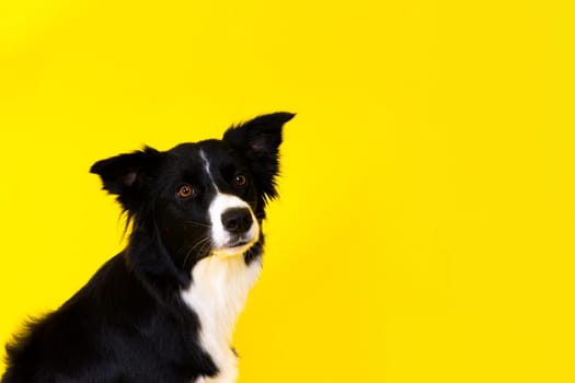 Close-up of Border Collie, 1.5 years old, looking at a camera against red and yellow background
