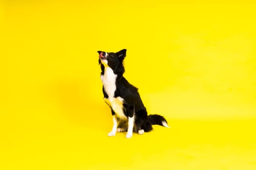 Close-up of Border Collie, 1.5 years old, looking at a camera against red and yellow background
