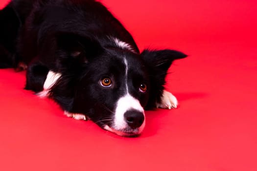 Close-up of Border Collie, 1.5 years old, looking at a camera against red and yellow background