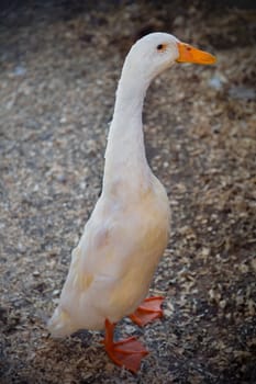 A skinny goose with an orange beak and white feathers stands alone in a farm enclosure, radiating beauty and solitude