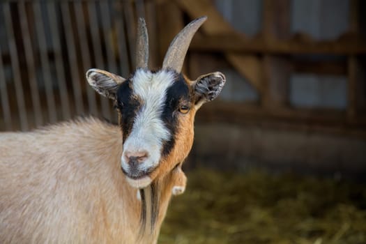 Brown Goat within a Rustic Goat Farm Horned Animal Agriculture