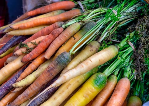 a close up of organic multi colored carrots